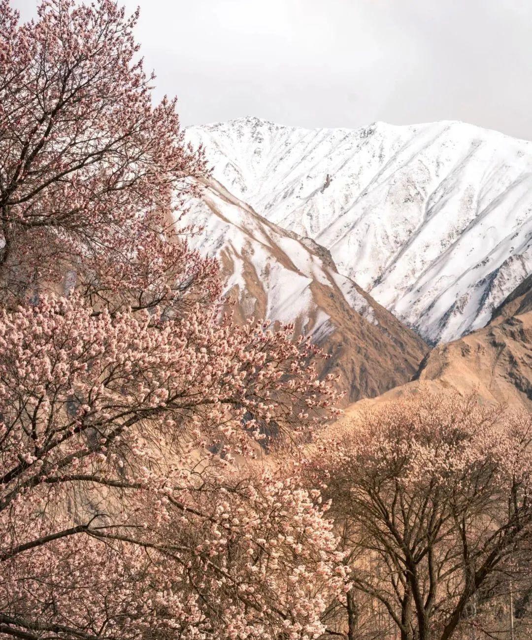 来走进帕米尔高原的春日吧
