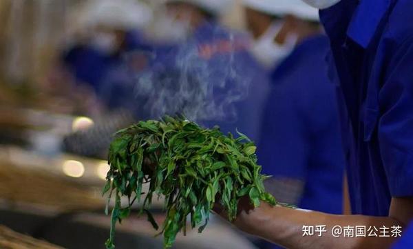 新手茶友入门知识，全干货（建议收藏） - 知乎