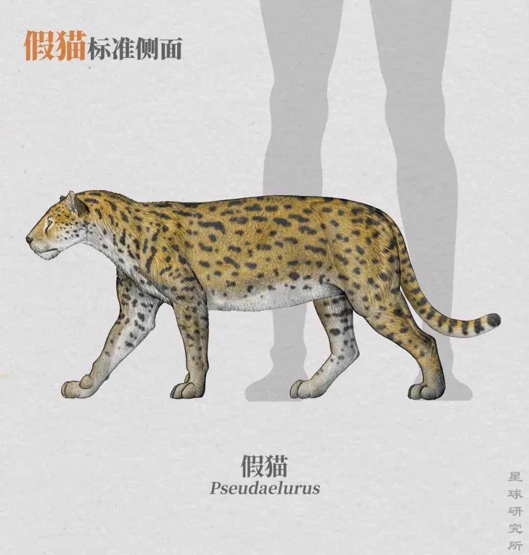 这些原始的"猫"并不知道它们正处在演化链条上的关键一环身体发生的