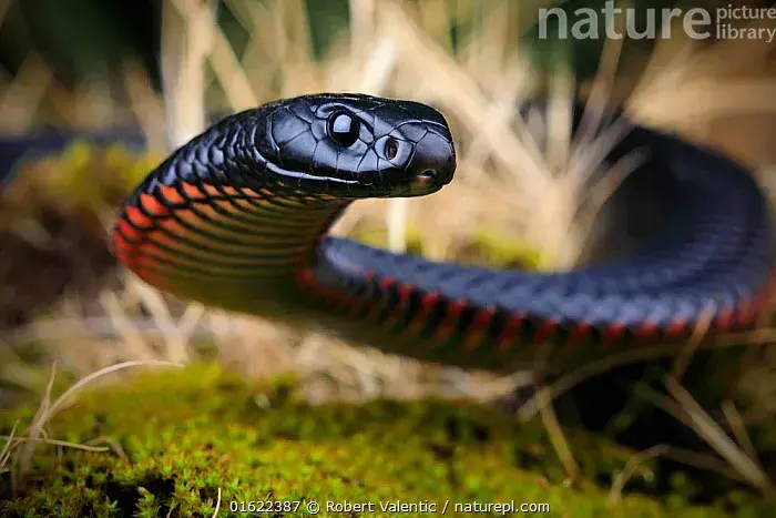 是广泛分布于澳大利亚东部的眼镜蛇科毒蛇——红腹伊澳蛇(pseudechis