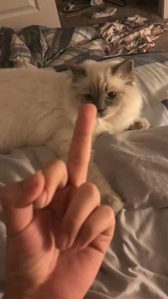 为什么对猫竖中指会扑过去咬？ - 知乎