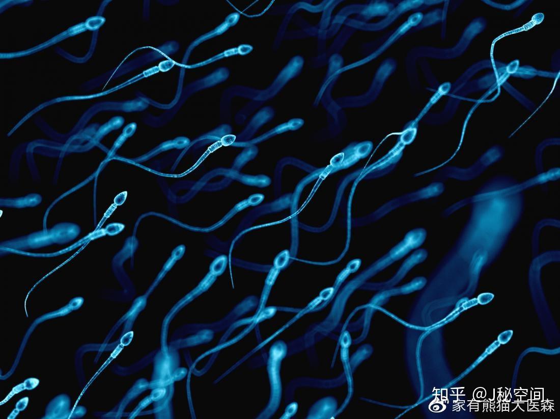 精子和卵子摄影图片-精子和卵子摄影作品-千库网