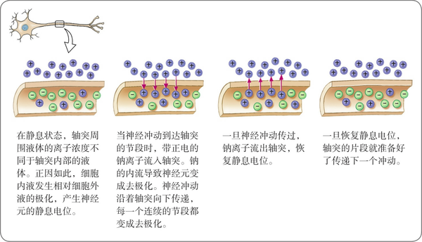阅读笔记:神经元中信号传递的生物和化学环境 - 知乎