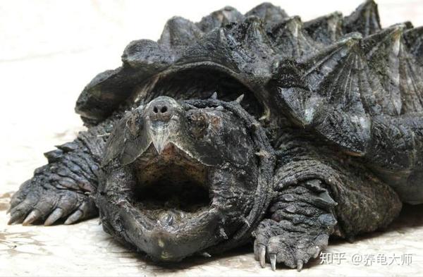 来自远古的大型肉类切割机,鳄龟咬合力对比分