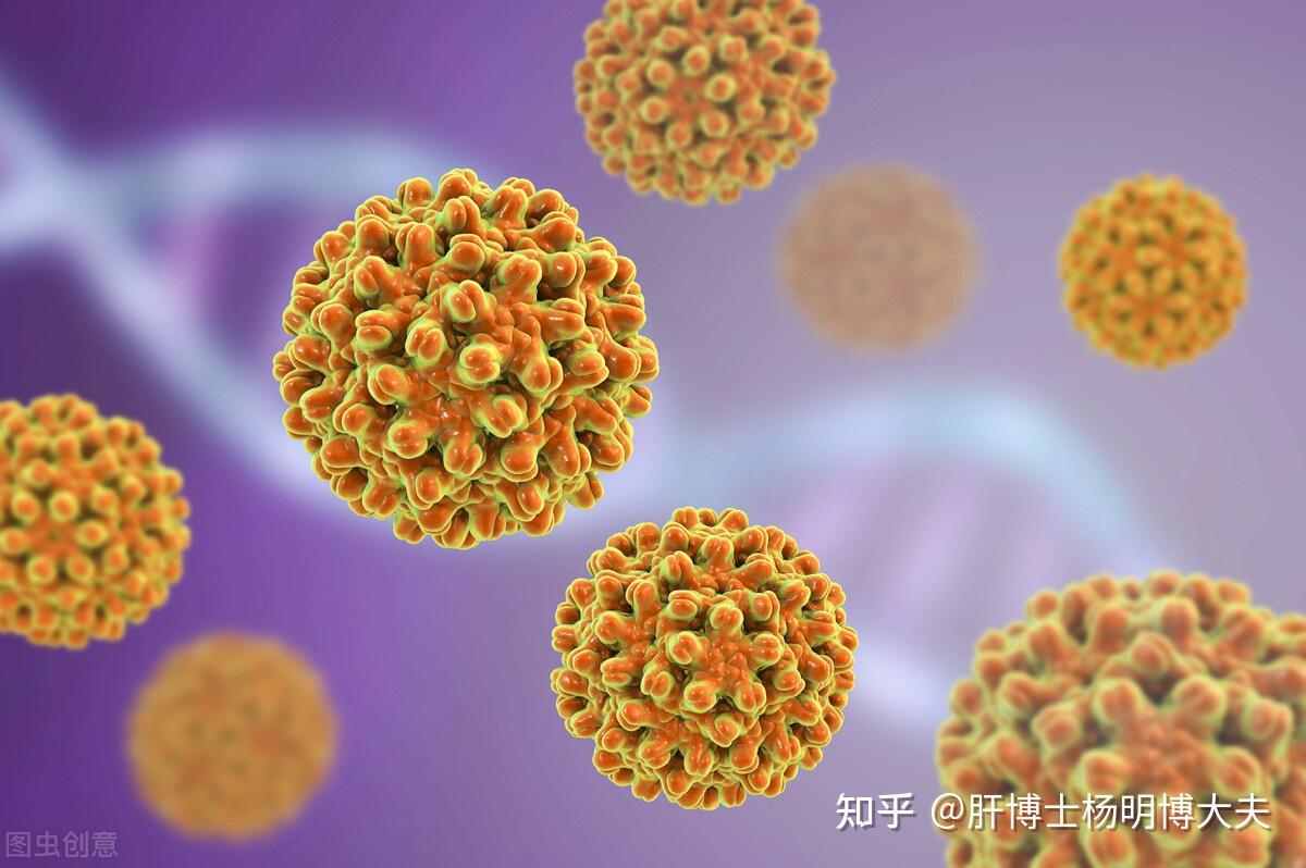 那么乙肝病毒可以自行清除吗? - 知乎