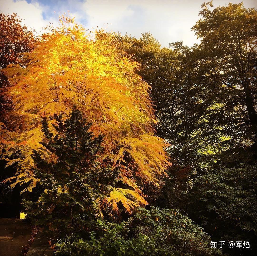 这什么神仙树啊|花园植物 - 知乎