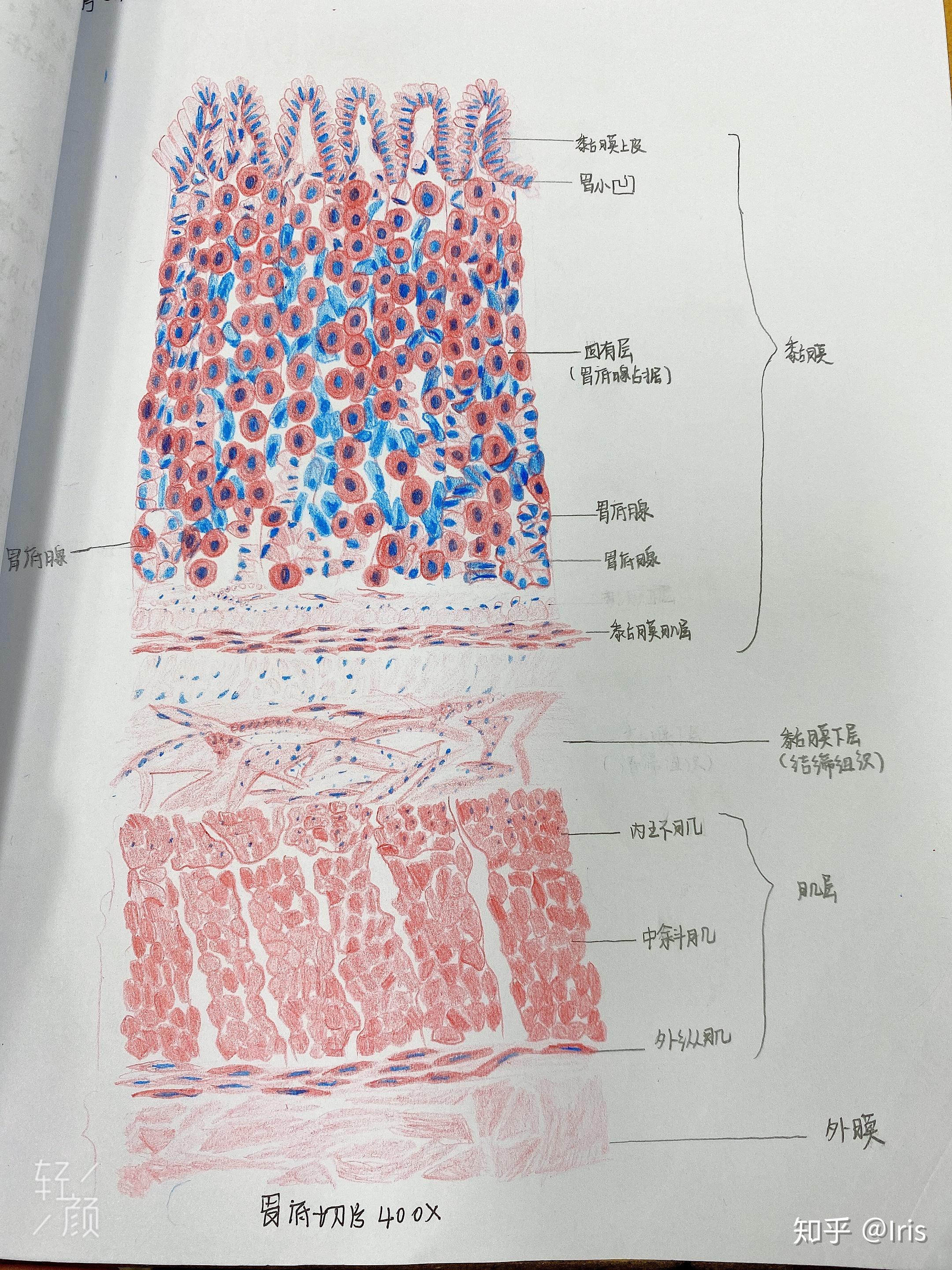 巨噬细胞生物绘图图片