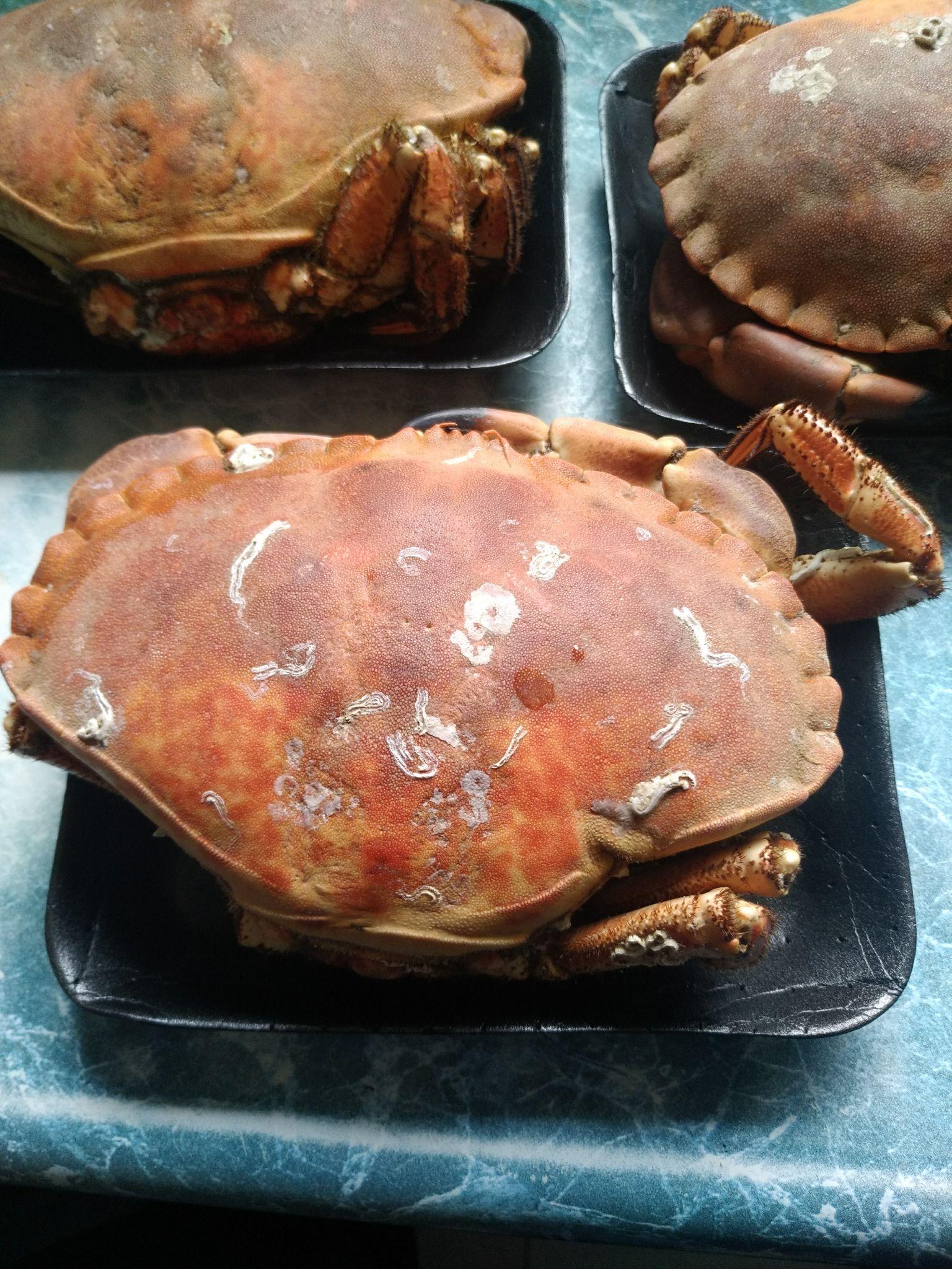 清蒸面包蟹怎么做_清蒸面包蟹的做法_豆果美食