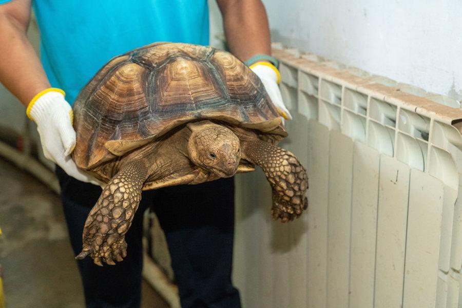 上海查获史诗级野生动物非法交易案