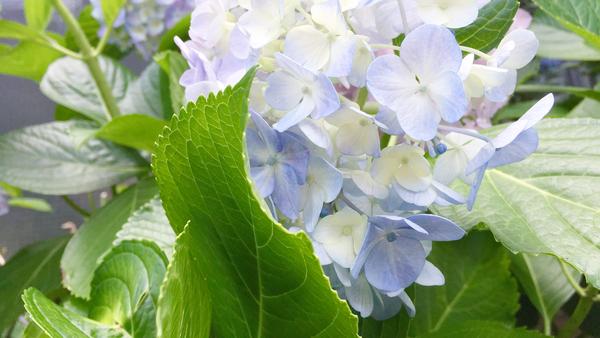 東京散步 吉祥寺的24小时 知乎