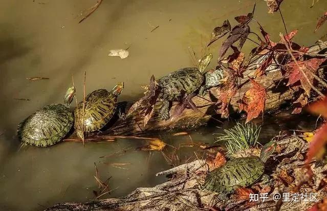 常见的15种动物和寄生虫的关系!