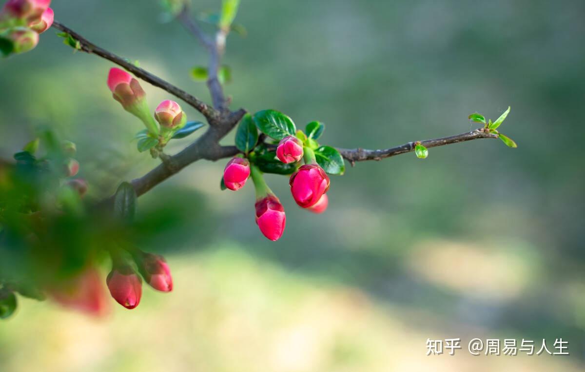 中国易经大师谢咏:春天的花开带来浪漫的气息 - 知乎