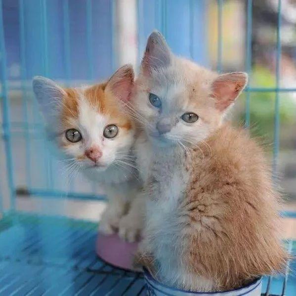 真正爱猫的人不会去猫咪咖啡馆