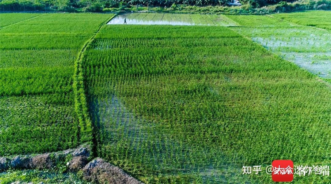 袁隆平團隊海水稻開始產業化推廣