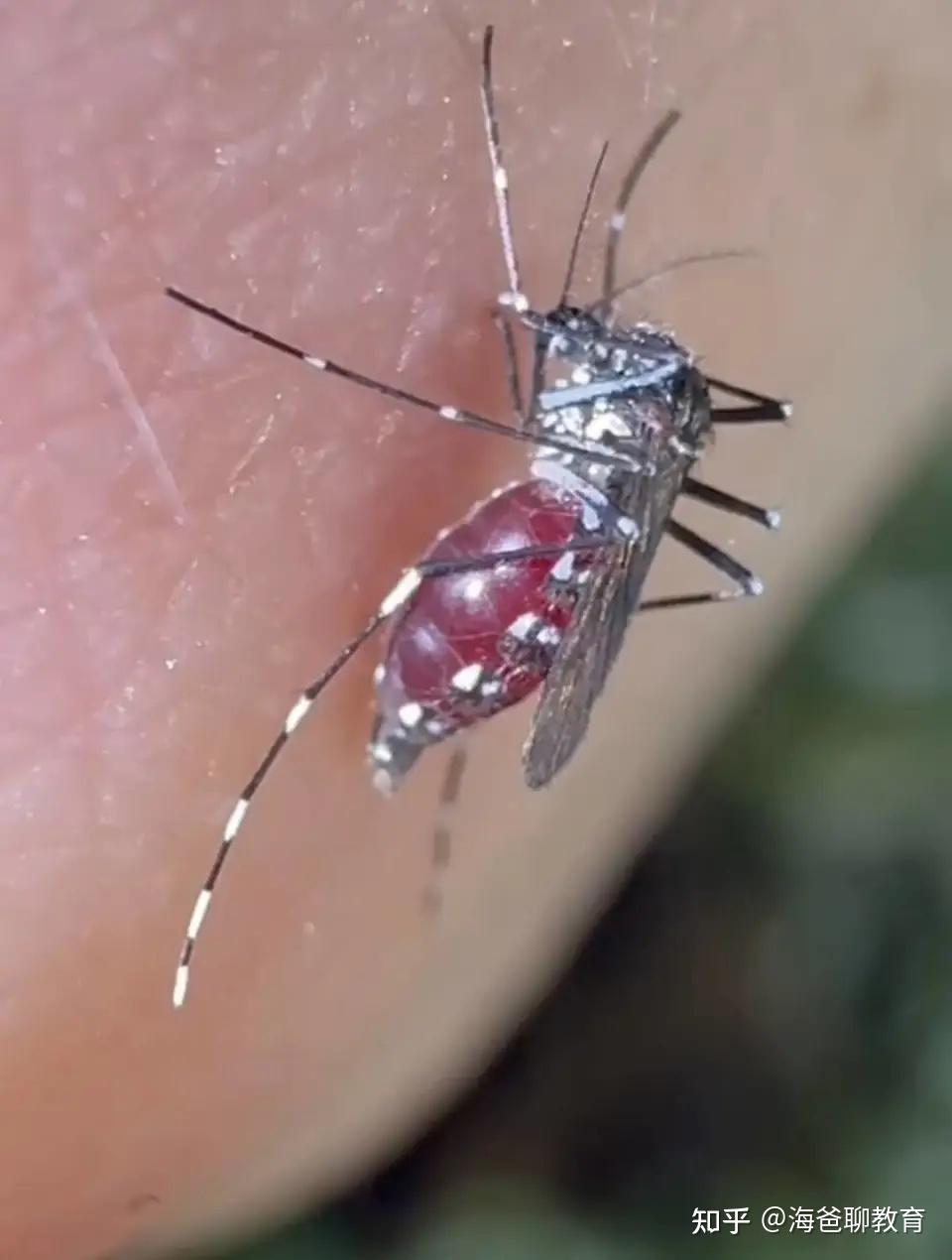 为何开空调蚊子就不咬了?不是怕冷,而是它的三套导航系统失灵了