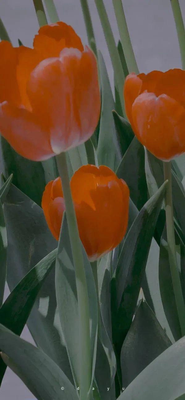 117张高大上的手机壁纸 - 知乎