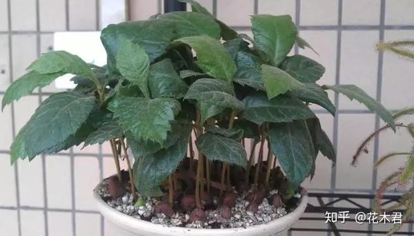 吃剩的枇杷种子栽在花盆 只要用心在北方一样可以开花结果 知乎