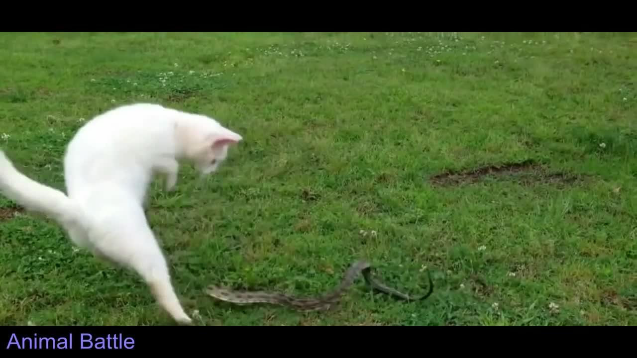 为什么猫的反应速度比人快,但是逗猫的时候看