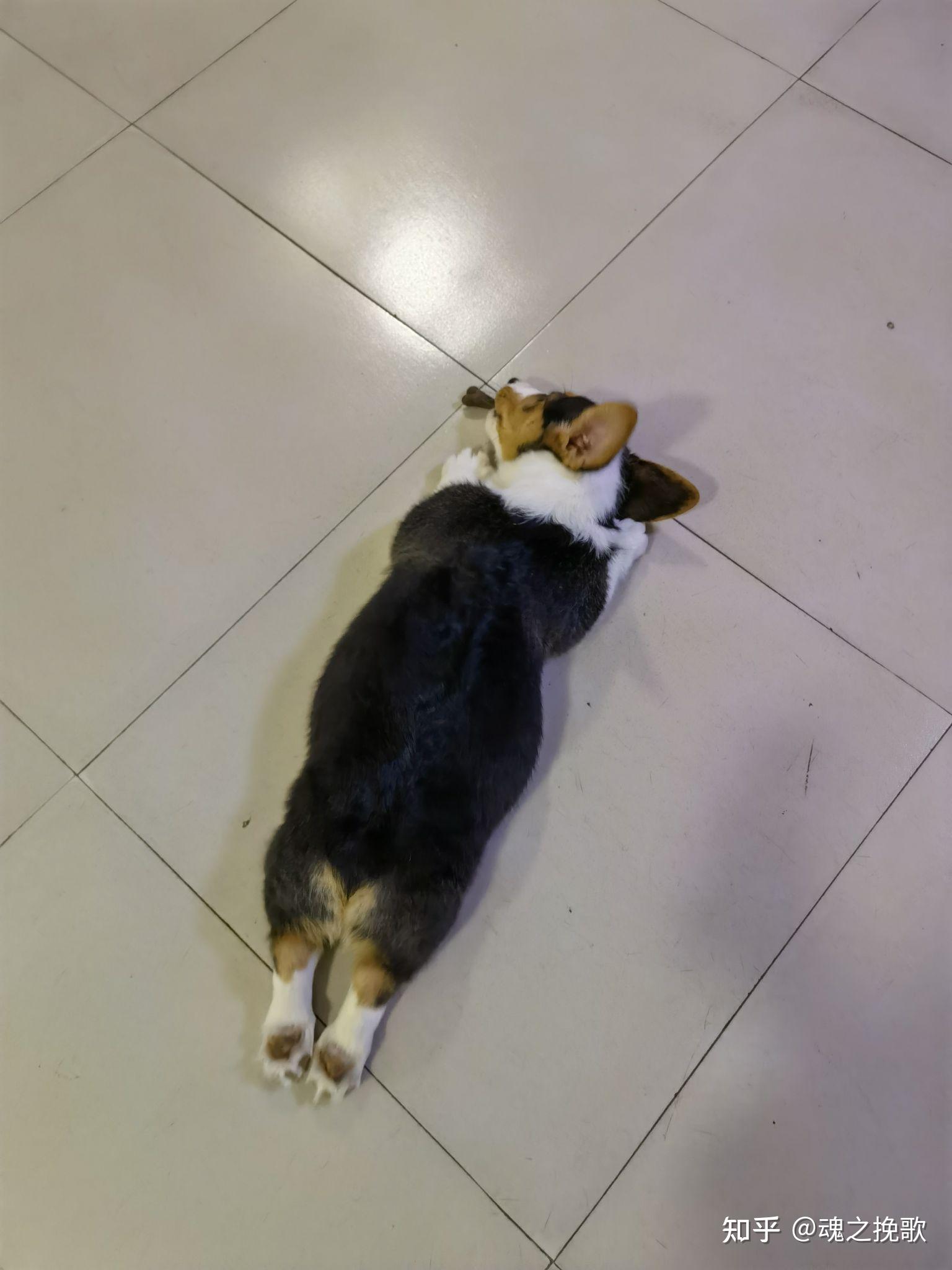 请问所有的狗都喜欢或者可以这样躺平吗