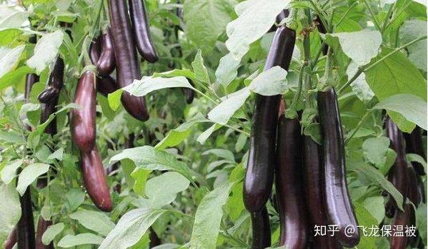 茄子种植多久可以采收 采收注意事项有哪些 知乎