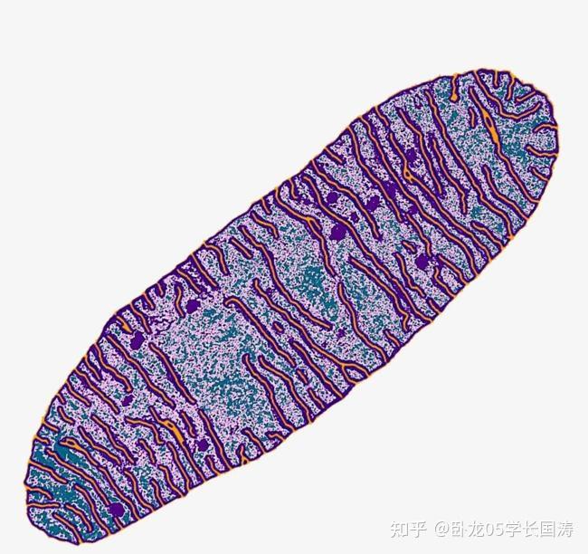 苏木素小体图片