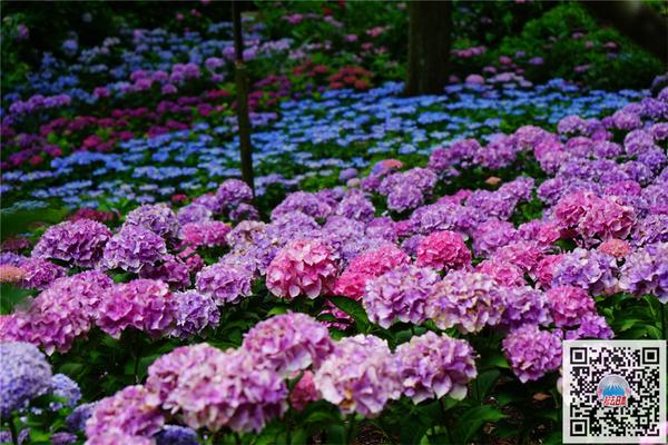 雨季的清新色彩 日本10大最美紫阳花名所 知乎