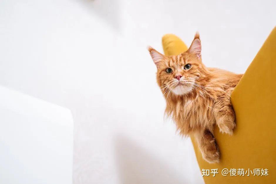 十大名猫:哪只最能捕获你的心?揭秘!十大名猫背后的神秘传奇! - 知乎