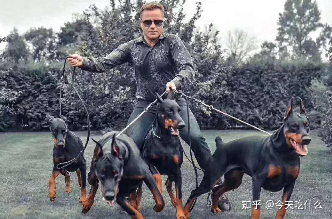 杜宾犬为什么被禁养了?原因无非是这几点! - 知乎