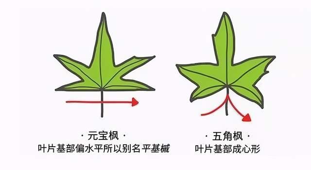 怎样分辨五角枫和元宝枫?附图,各位高手来认一认吧