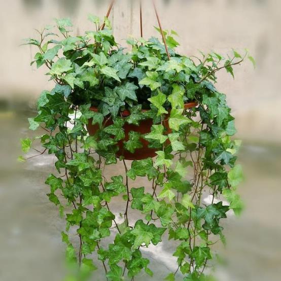 13种有助净化室内空气的植物