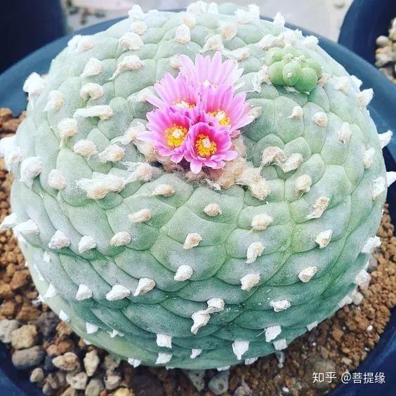 天价!天价!名贵植物排行,令人大开眼界-名贵植物图片