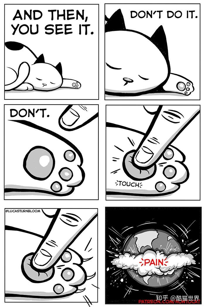 图二(two):死去的鸽子(短视频里猫咪和各种小鸟卿卿我我的都是骗人的!