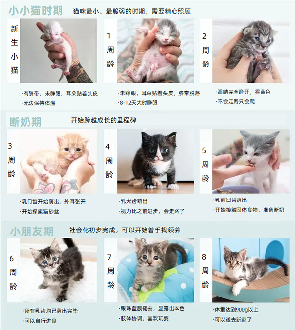 一个月(4周龄)大的小猫该怎么养? - 知乎