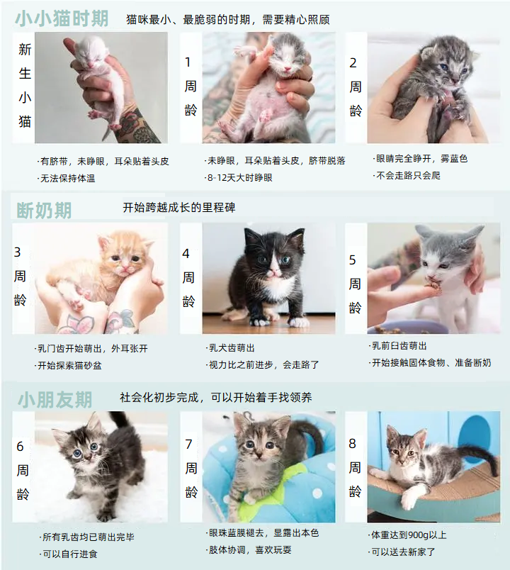 小猫年龄判断图图片