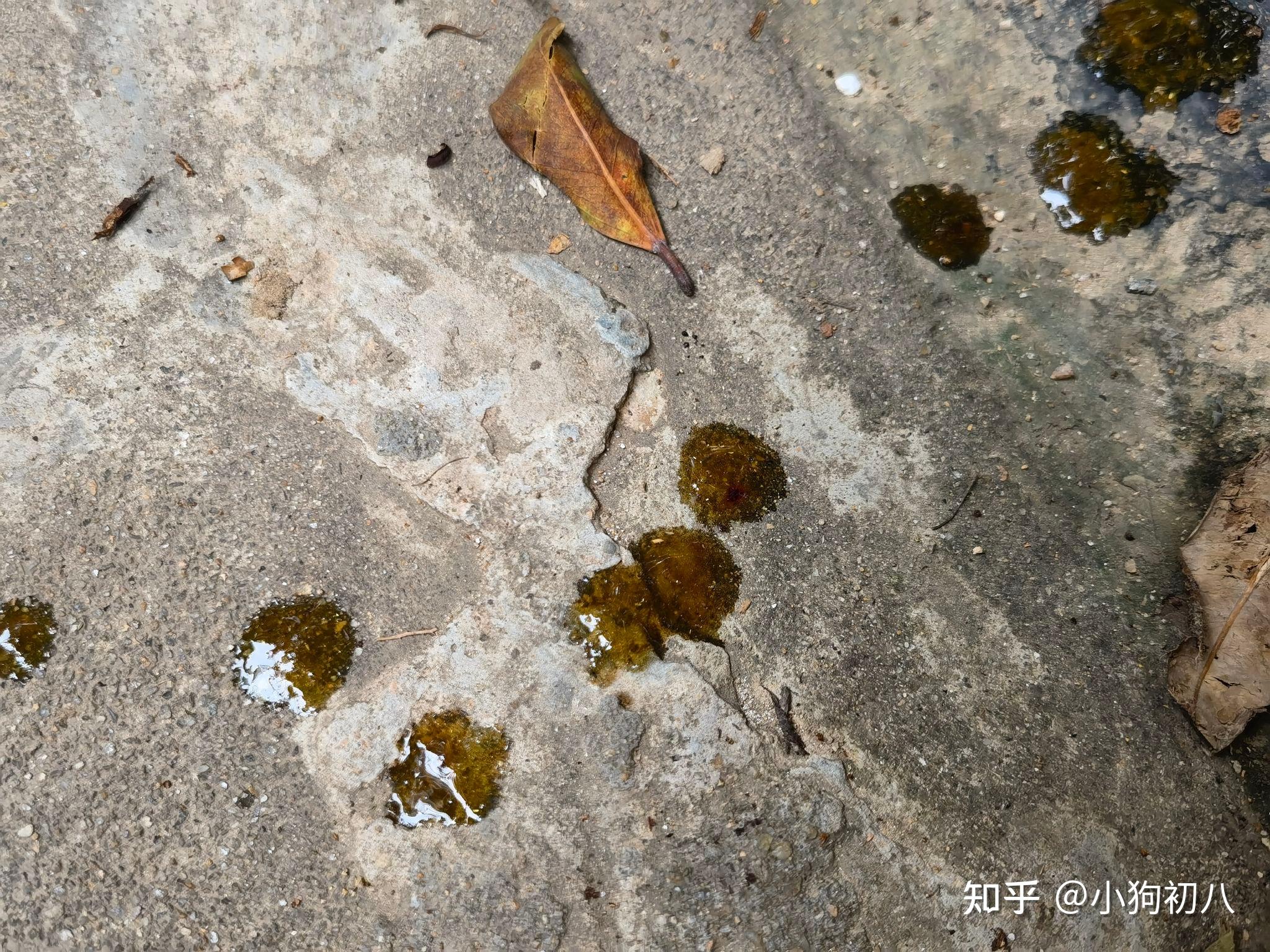 《便便日记》06.11—狗狗的肠鸣和油便 - 知乎
