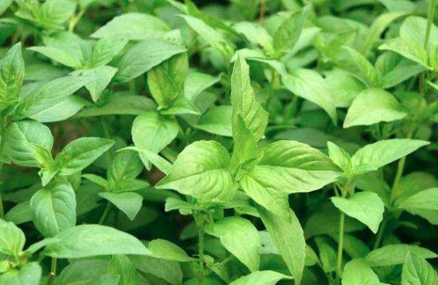 (图片源自于网络)罗汉菜:一年生草本植物.