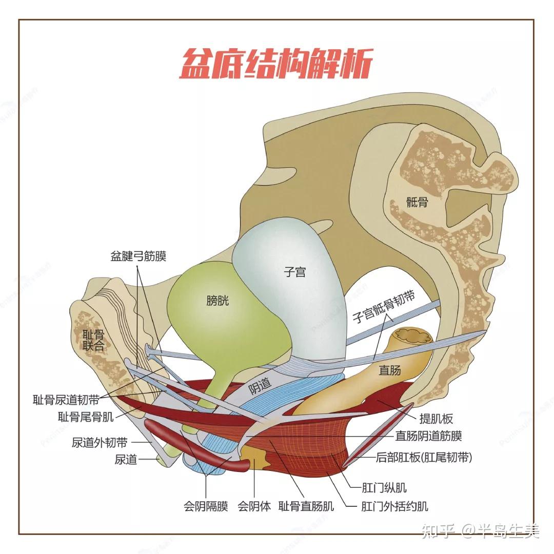 膀胱,子宫等脏器,再加上其他一些结缔组织,包括肌肉,筋膜和韧带,这些