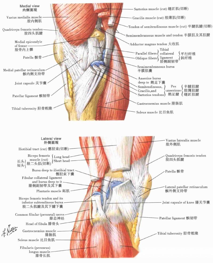 女人大腿解剖图片