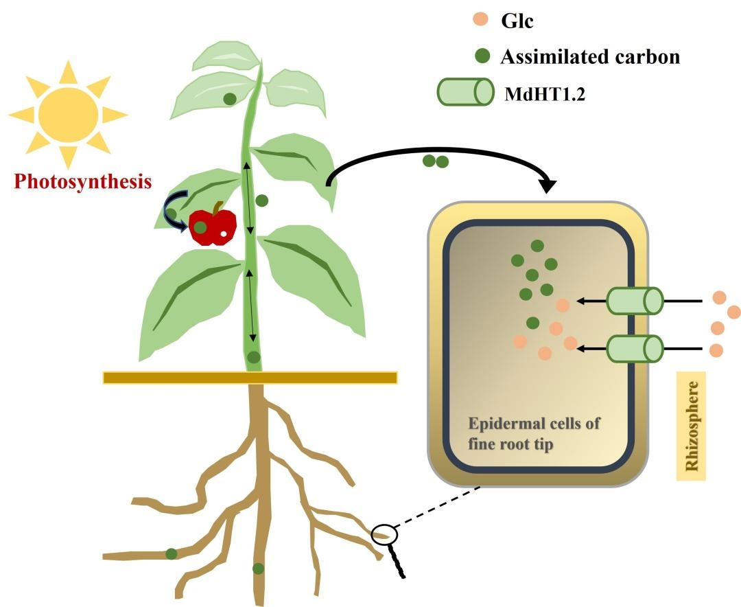 【Plant Physiol】苹果MdHT1.2基因介导根际葡萄糖摄取,从而调节植物碳水化合物的分配 - 知乎