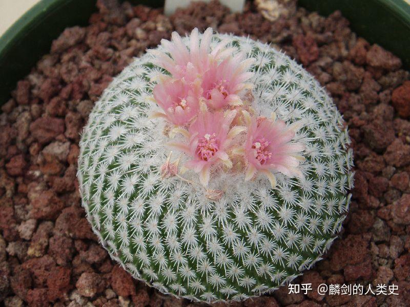 【植物界全系列】仙人掌科—仙人球亚科(六):星球