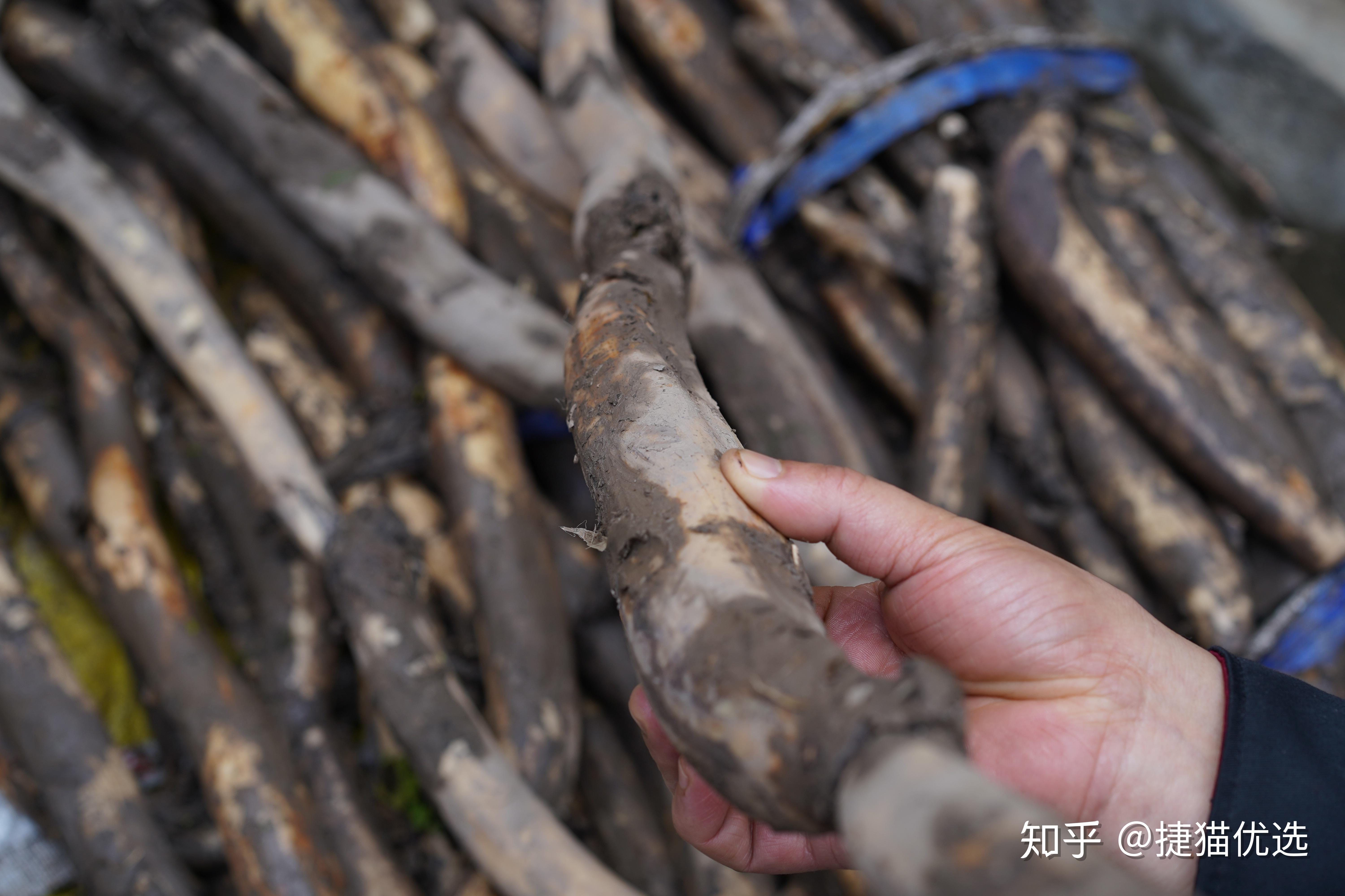 洪湖的野生藕外形细长,表皮粗糙,唯有三节,淀粉含量足造就了它绝对是