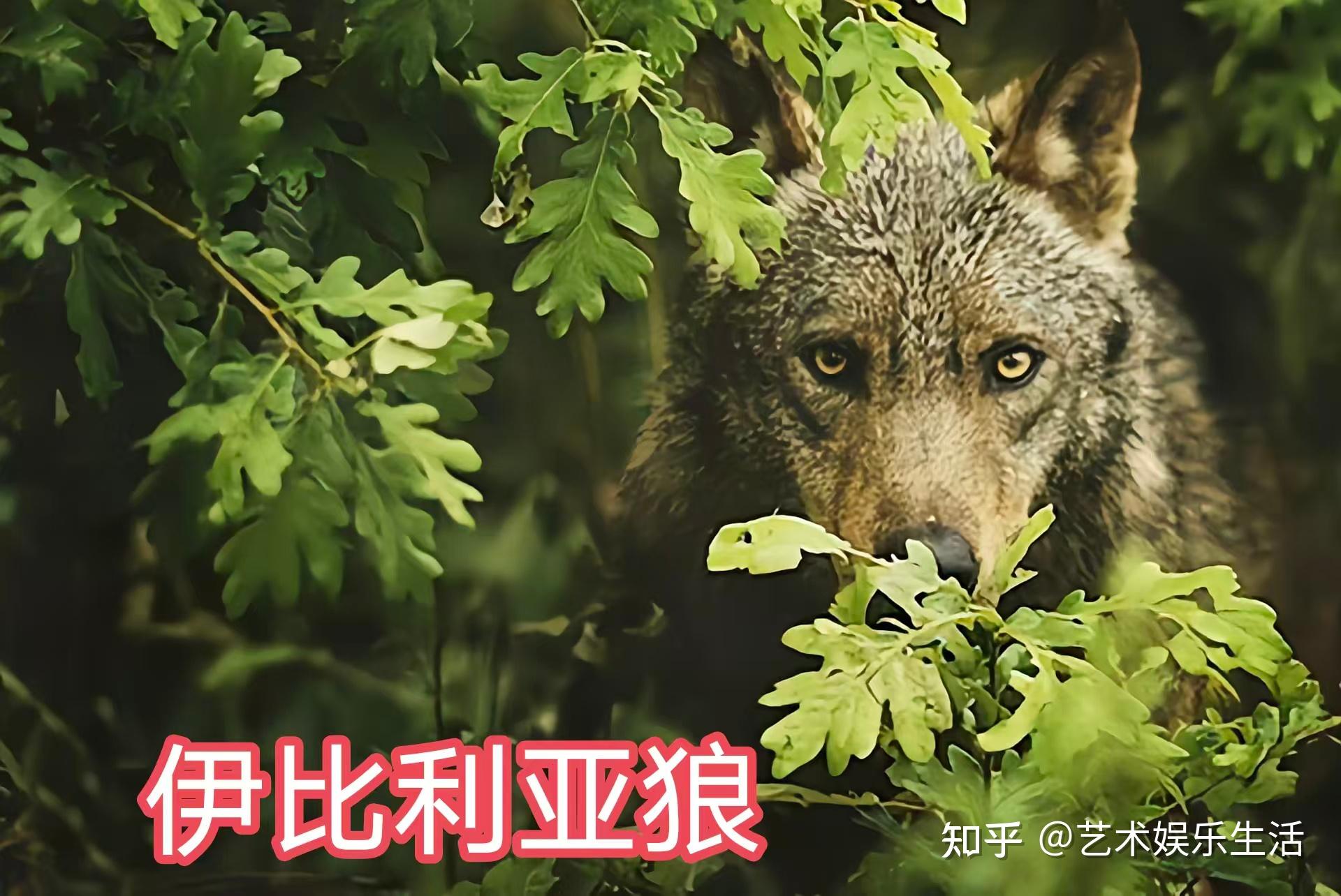 灰狼的40个亚种,它们曾经辉煌的生活在世界的各个角落 - 知乎