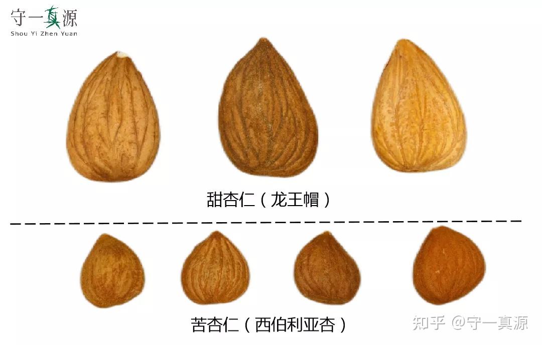 中药鉴定|脱了“马甲”的桃仁和苦杏仁,你还会分吗? - 知乎