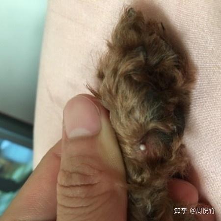 狗狗脚掌长白色米粒疙瘩怎么回事 - 知乎