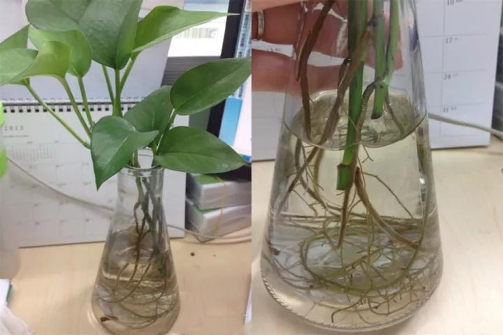 带有气根的绿萝也可以土培,记住气根朝下插土里,浇透定根水,3-5天绿萝