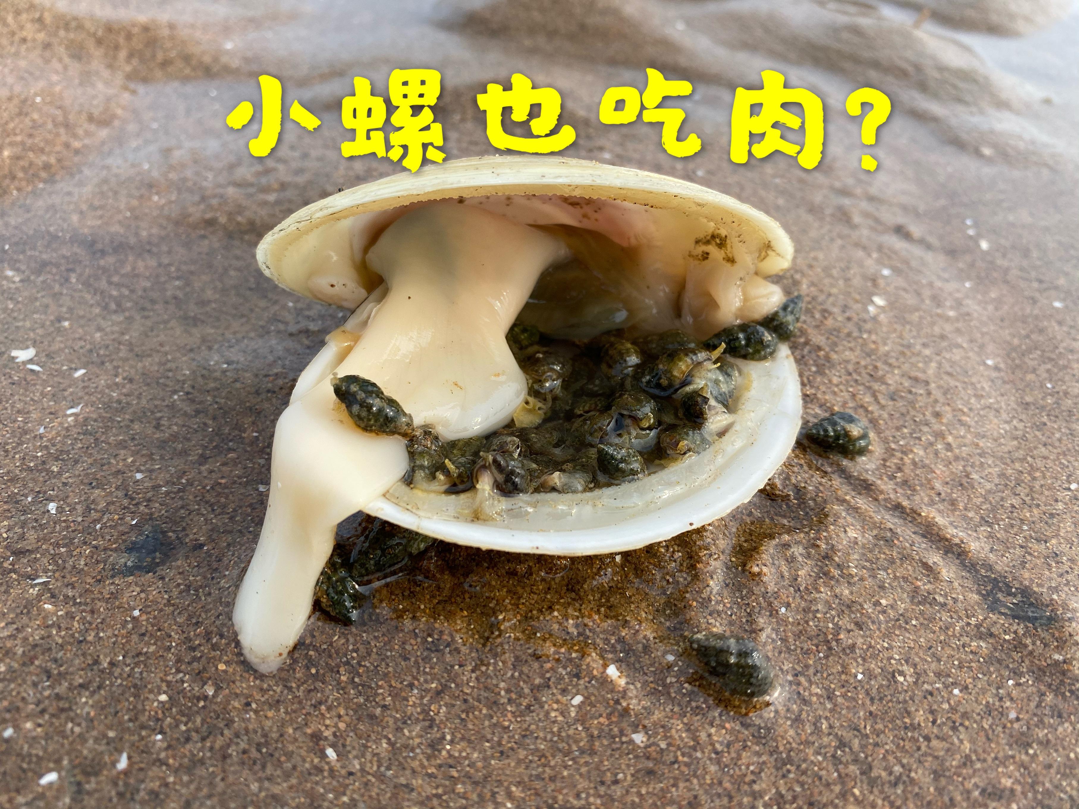 军帽螺身上好多白色卵,缸里其他地方也有,这是军帽螺的卵吗?