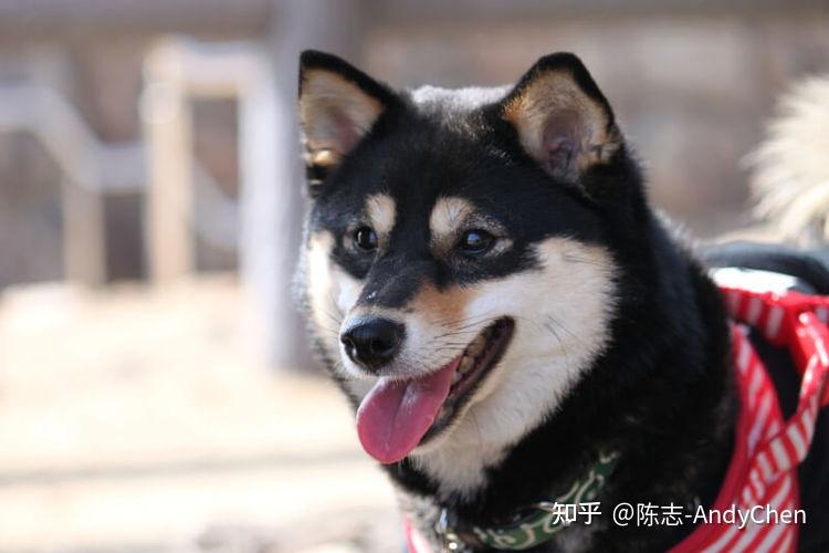 介绍流行的黑柴的魅力和入手指南! - 知乎