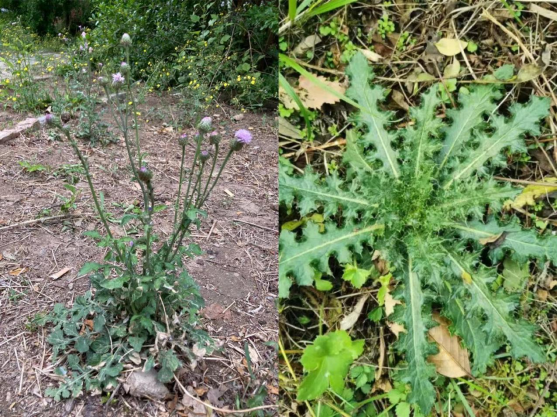 薊草——雖然渾身有刺,但是一點都不扎手 - 知乎