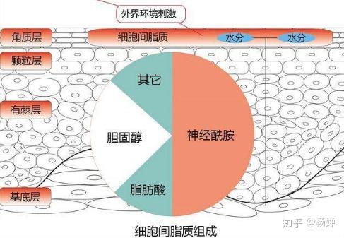 3,如何修復細胞間脂質?