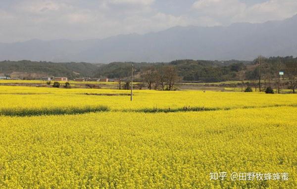 菜籽蜜的功效与作用 油菜蜜是最差的蜂蜜吗 油菜蜂蜜的作用与功效 东煤网